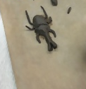 完成したカブトムシの作品