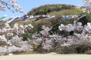 桜と鯉のぼり１