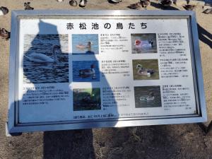 赤松池　鳥紹介看板