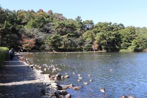赤松池カモ