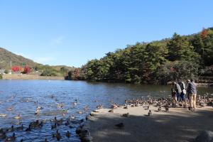 赤松池カモ３