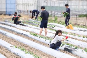 番田芋プロジェクト