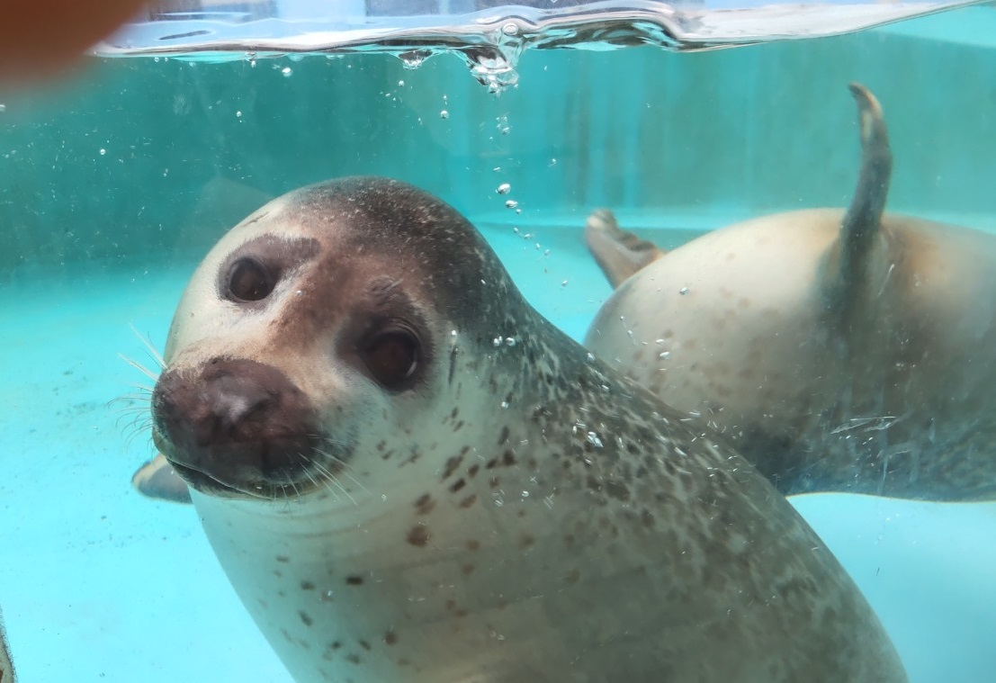 ゴマフアザラシ