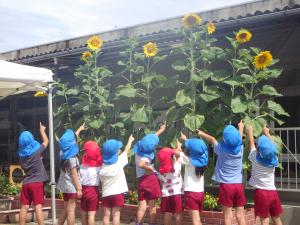 7月に咲いたひまわりの花と子どもたちです。