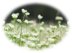 そばの花
