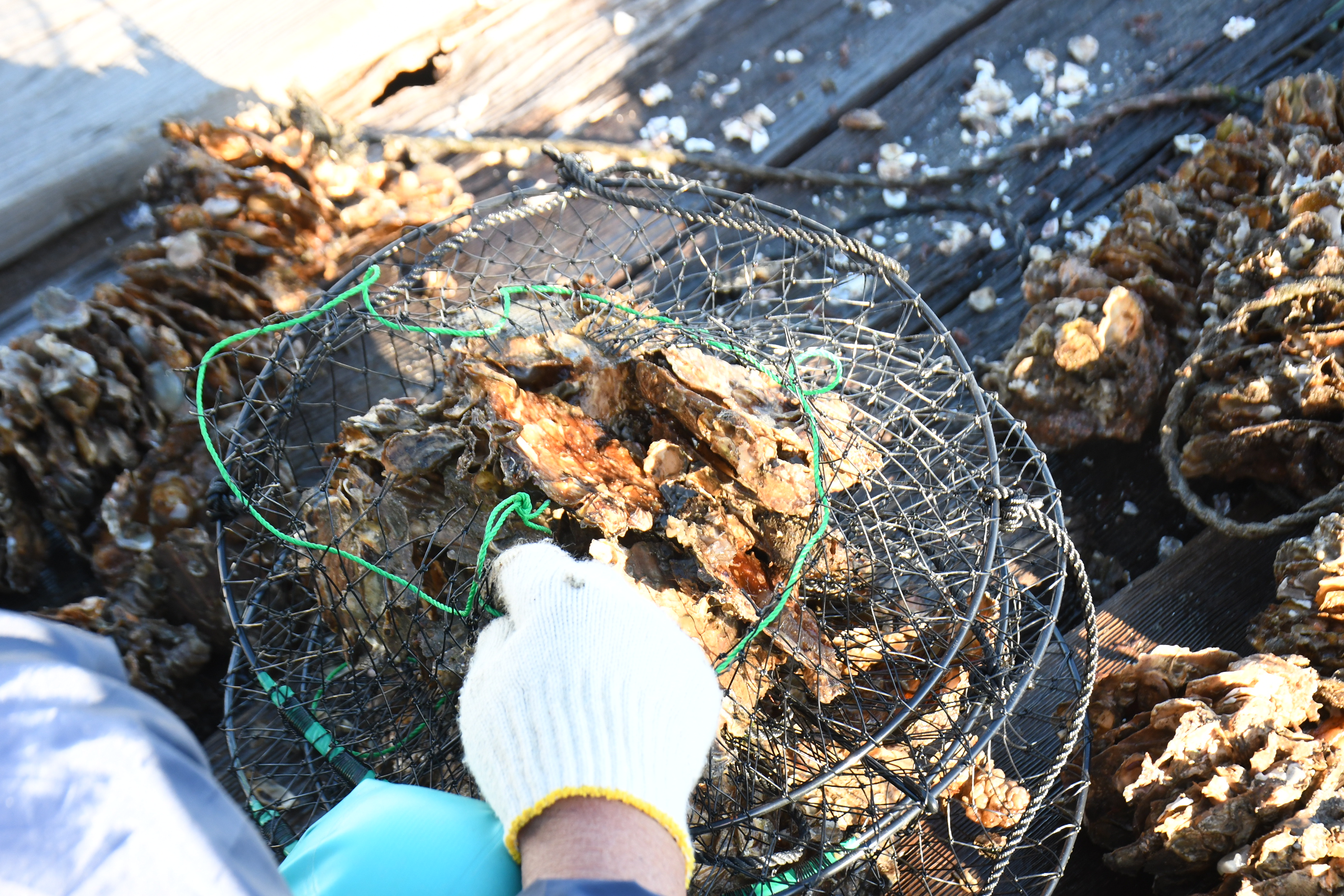 たまの漁業協同組合 カキ養殖