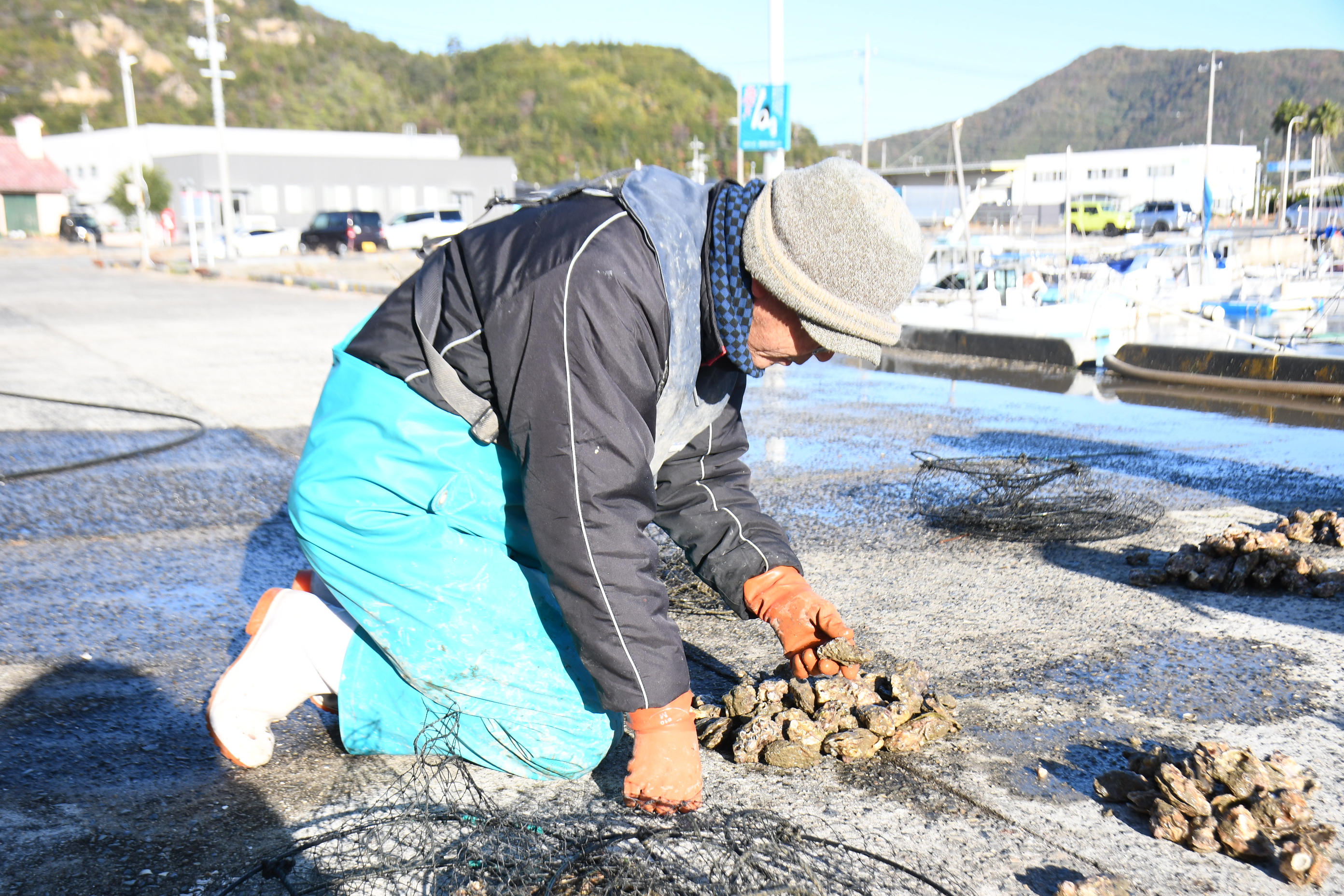 たまの漁業協同組合 カキ養殖2