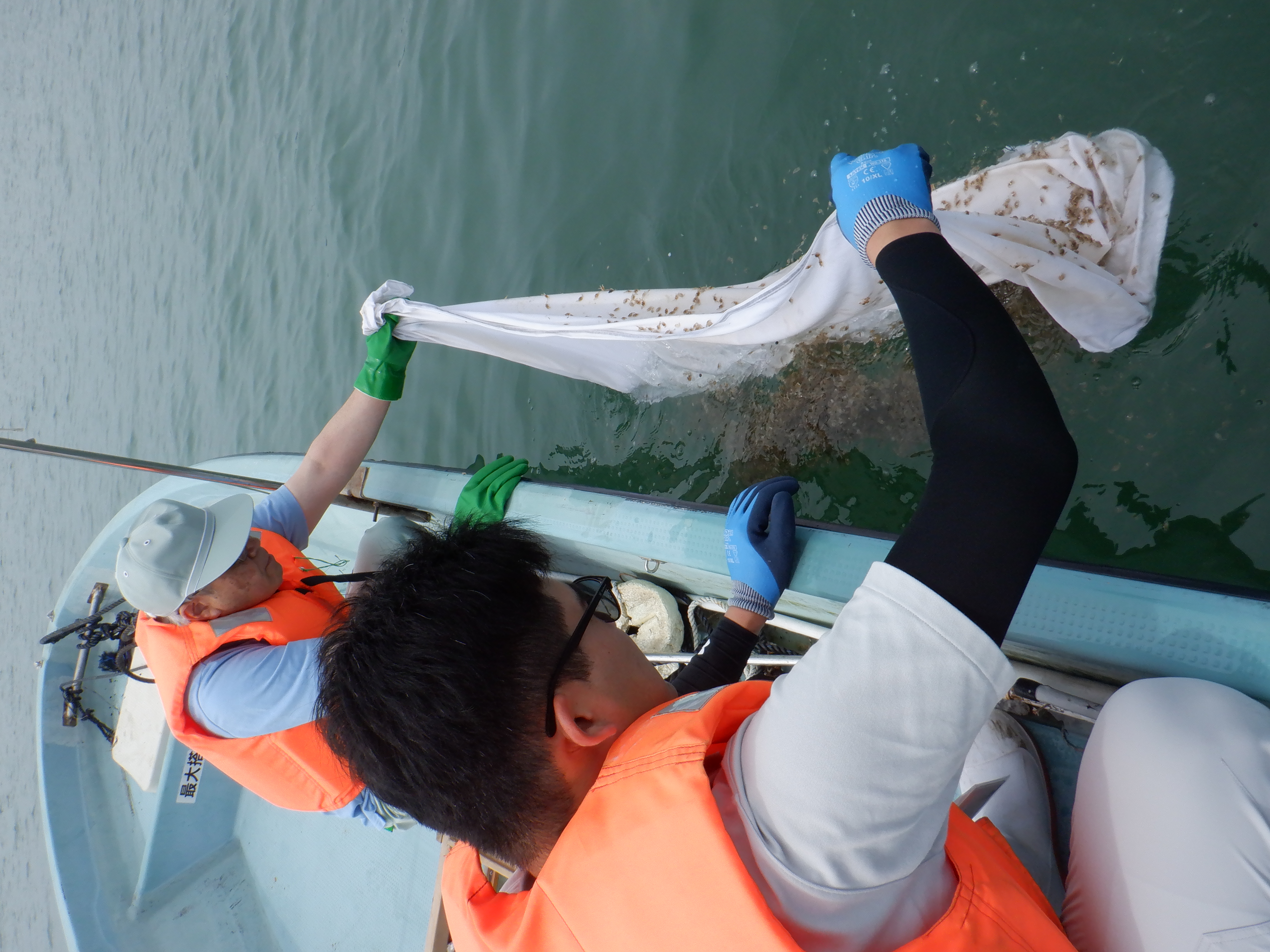 放流の様子(ガザミ)
