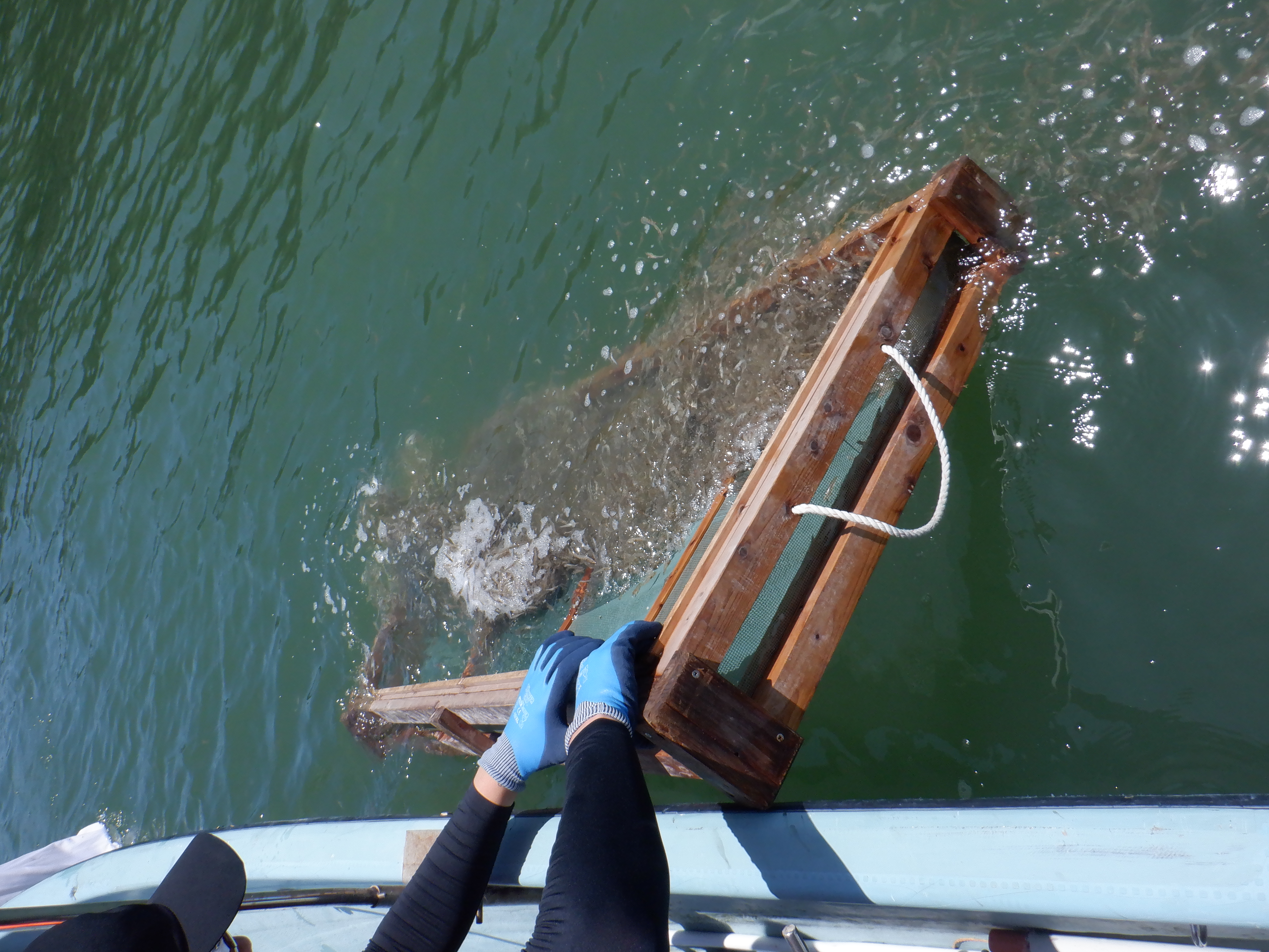 放流の様子(クルマエビ)