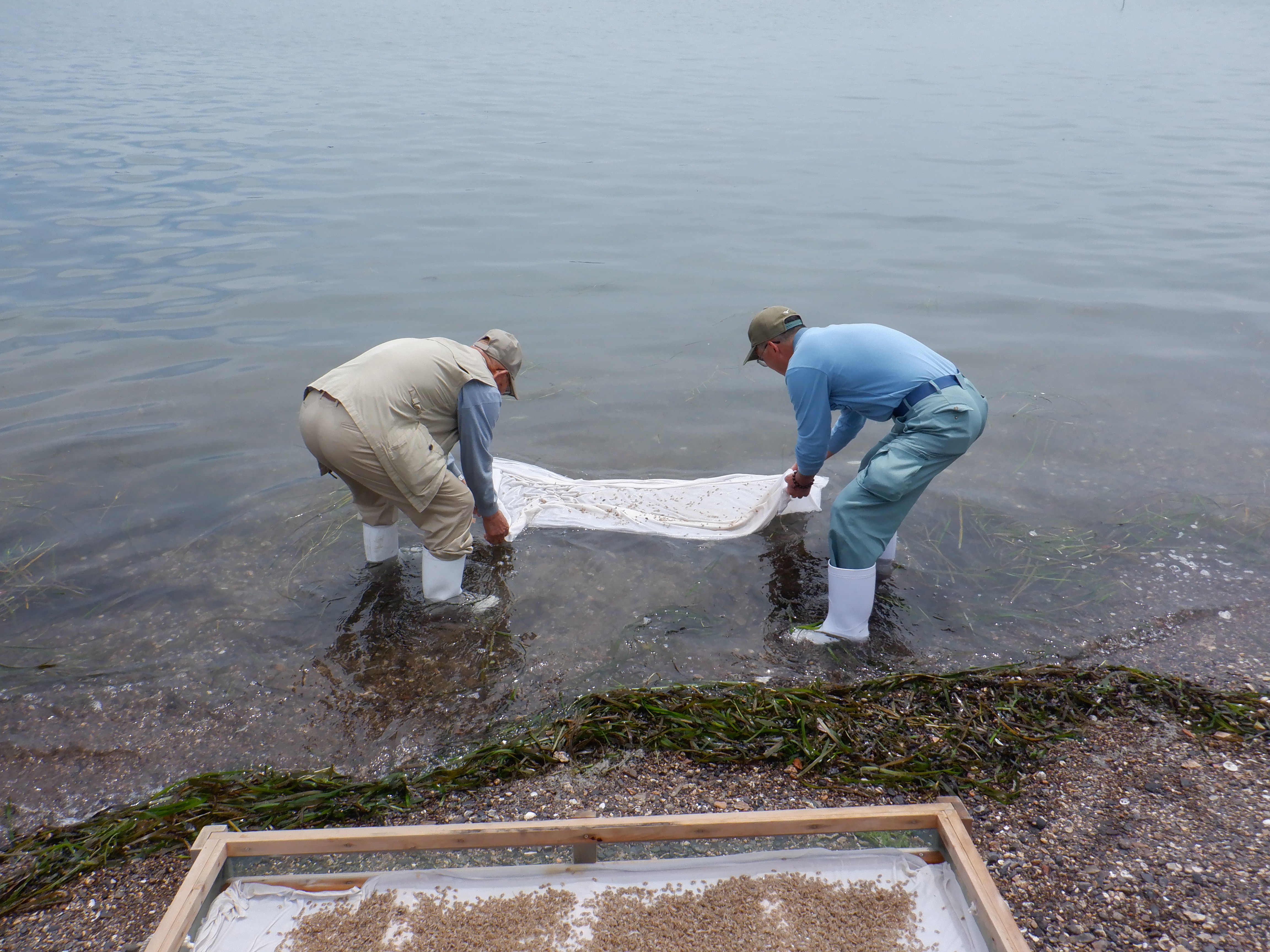 放流の様子(ガザミ2)