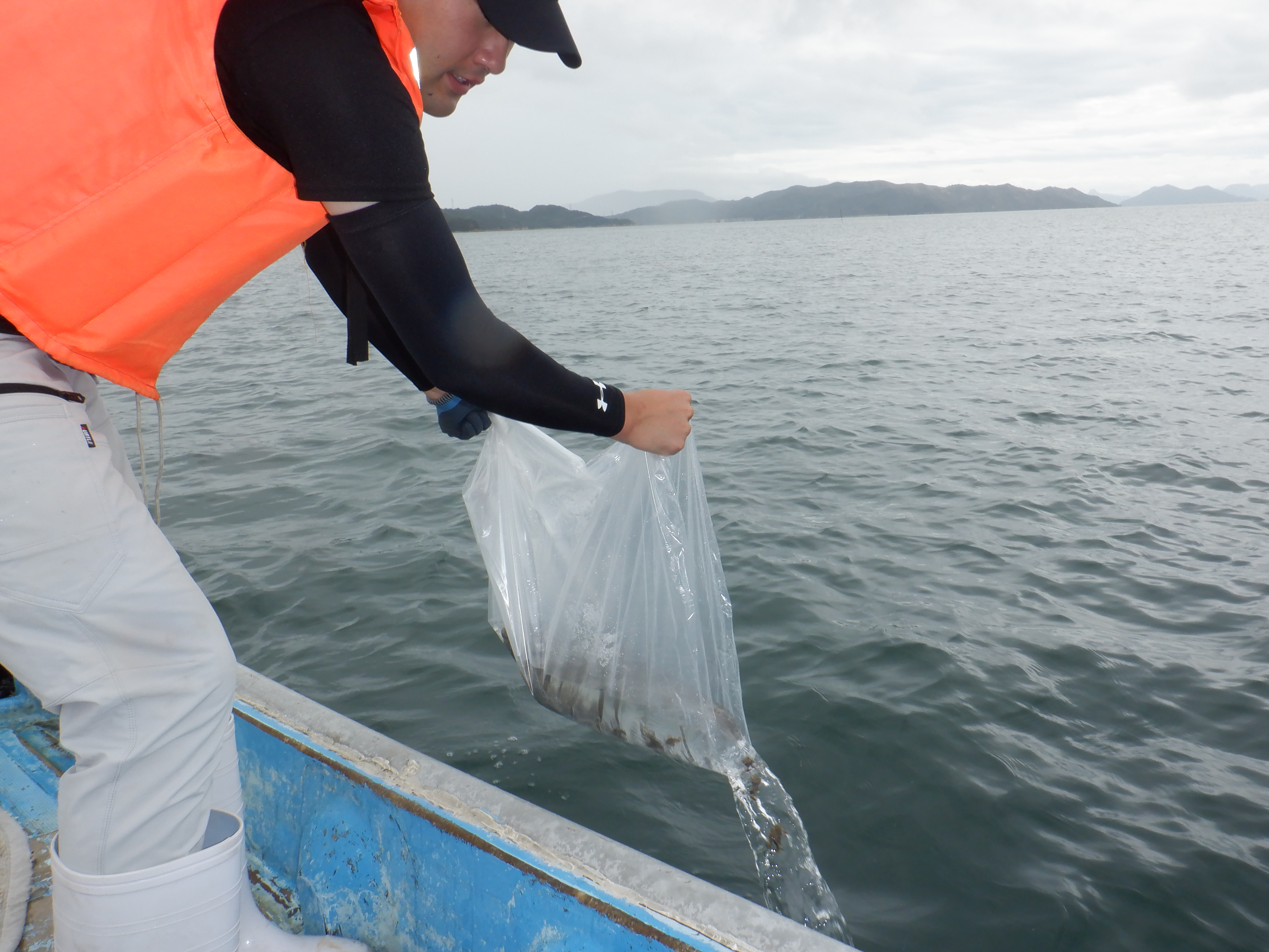 放流の様子(オニオコゼ)