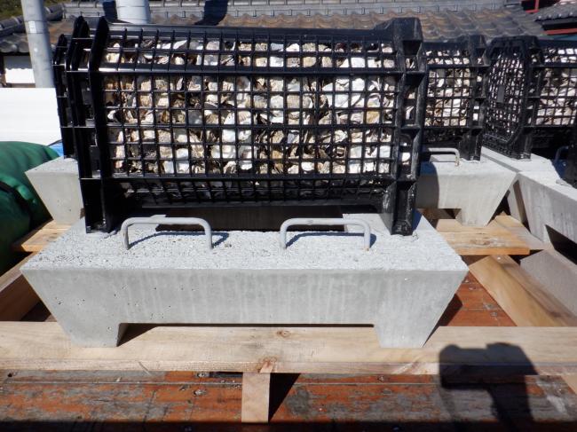 小型貝殻ブロック（貝藻くん）