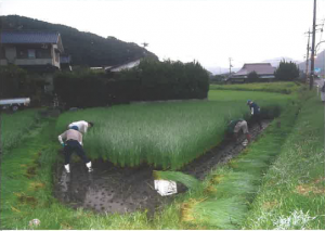 青田刈りの様子