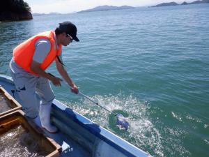 ヨシエビ（放流）2