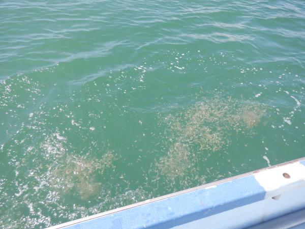 ヨシエビ（水中）