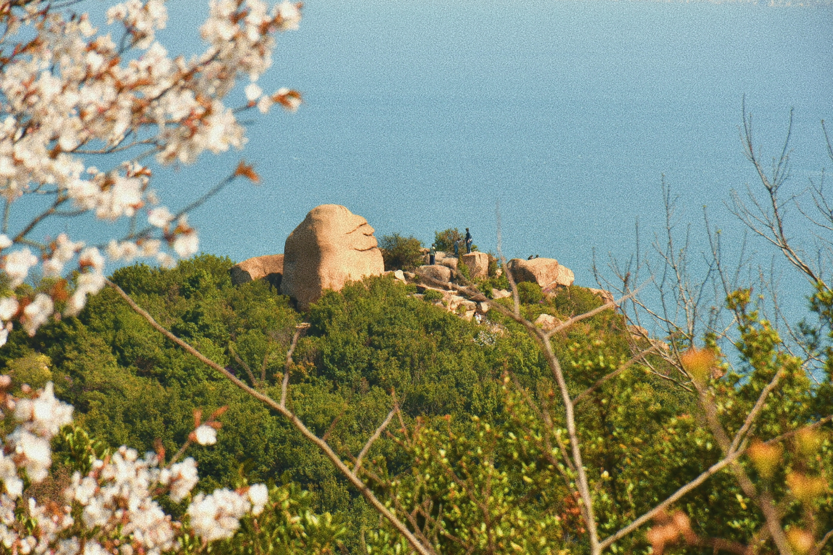 桜とにこにこ岩