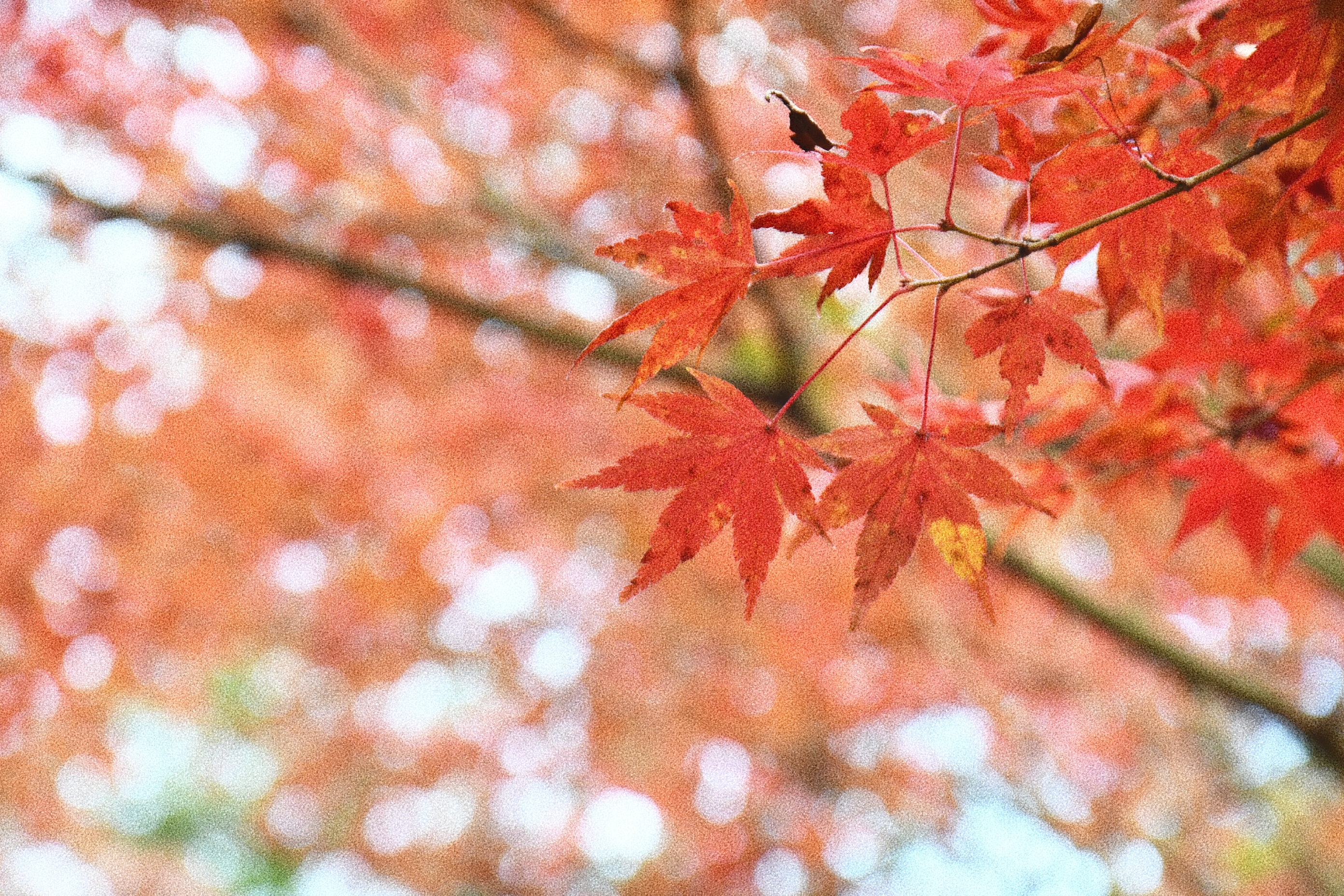 紅葉