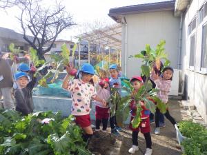 みんなで育てたさらだかぶです