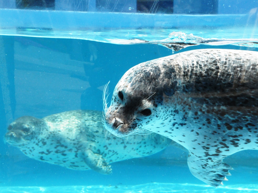 ゴマフアザラシ２頭