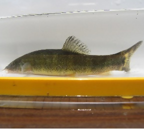 アユモドキ環境省