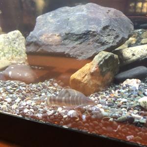 アユモドキ水槽内１