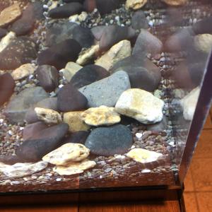 アユモドキ水槽２