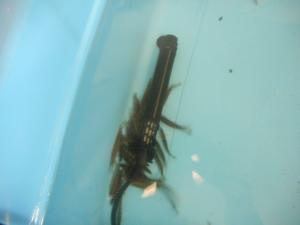 アユモドキバックヤード２