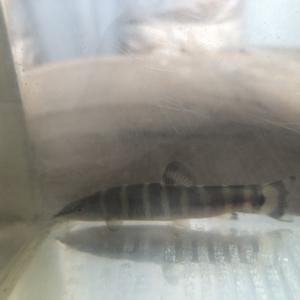 アユモドキ単体３