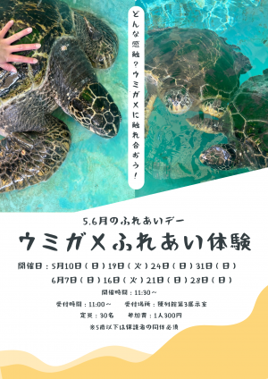 ウミガメふれあい体験