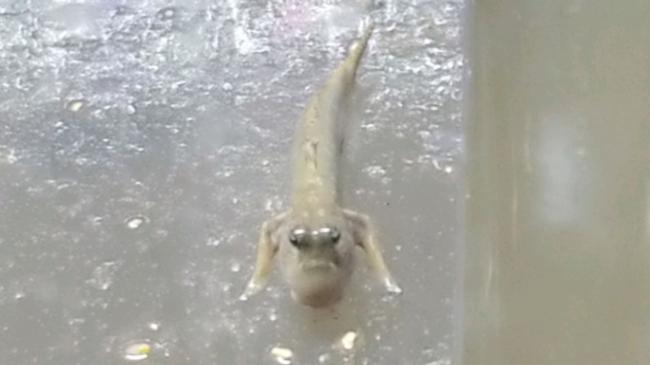 トビハゼ