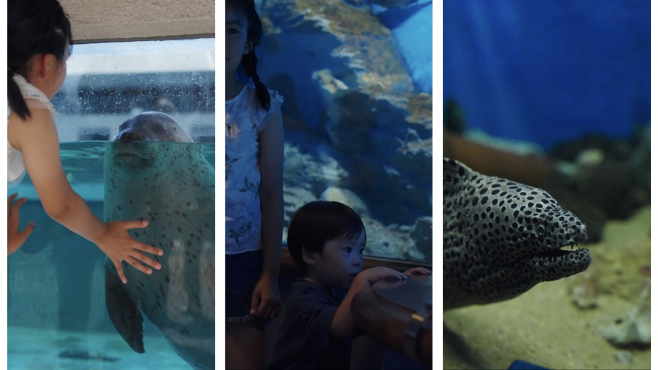かぞくじかん(渋川マリン水族館)