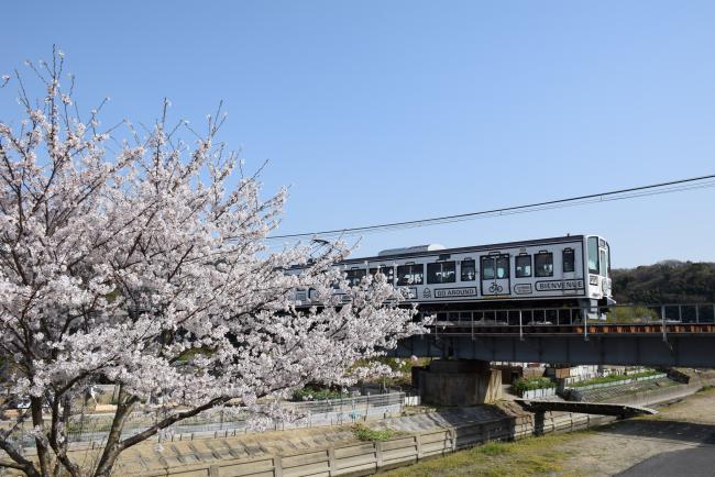 ラマルドボアと桜の画像