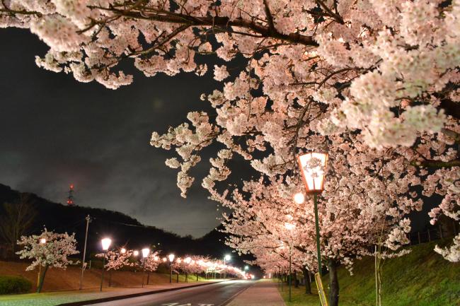 みやま夜桜の画像