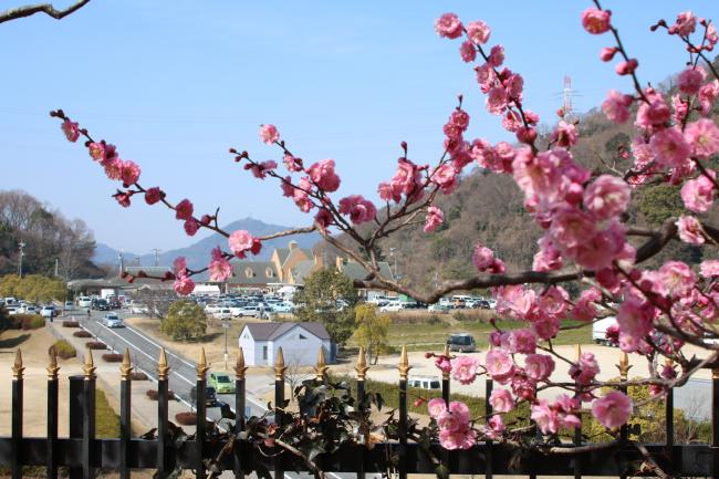 イギリス庭園と梅の画像