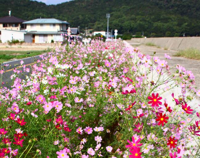 番田のコスモスの画像