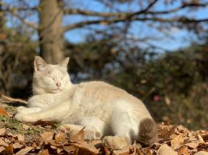 猫