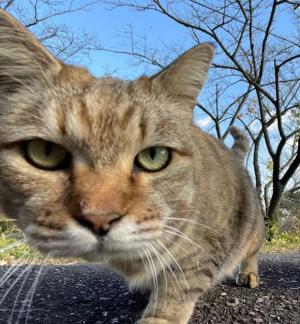 猫