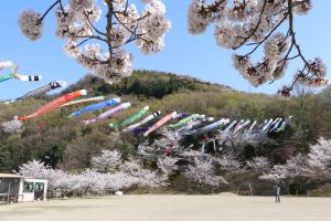 横田公園（桜）