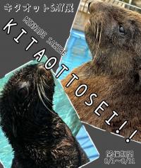 キタオットSAY展ポスター