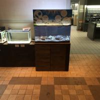 アユモドキ水槽